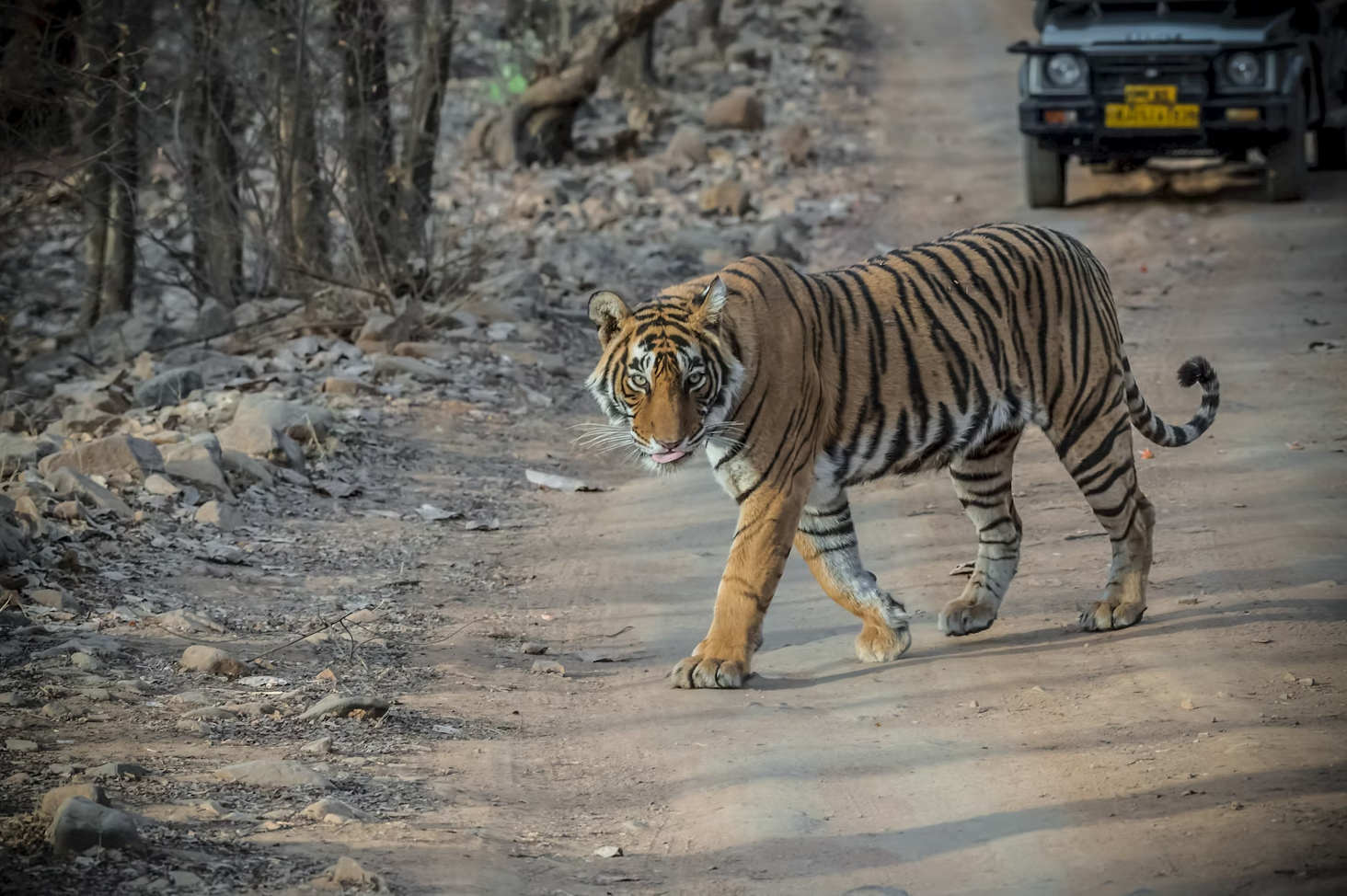 Ranthambore Safari